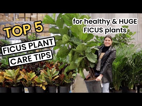 TOP 5 FICUS PLANT CARE TIPS - How To Ficus Shop, Repot, Light, Water & Fertilize Houseplant Care 101
