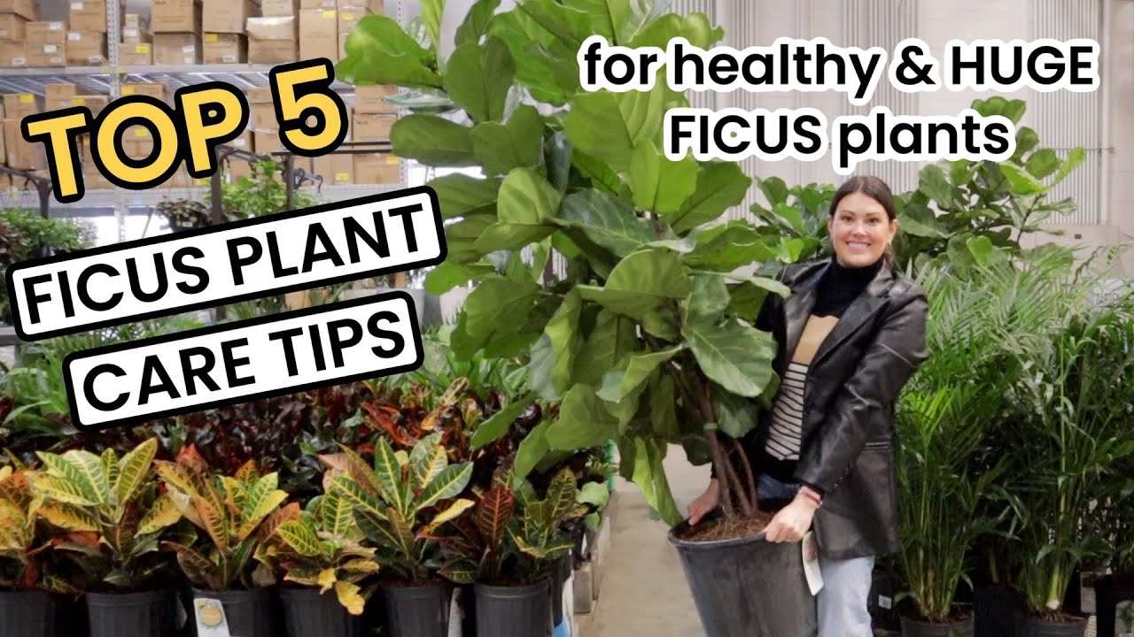 TOP 5 FICUS PLANT CARE TIPS - How To Ficus Shop, Repot, Light, Water & Fertilize Houseplant Care 101