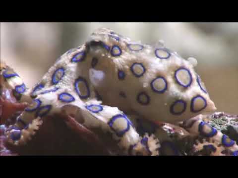 Что делает осьминог когда находит для себя жилище? // What does an octopus do when it finds a home?