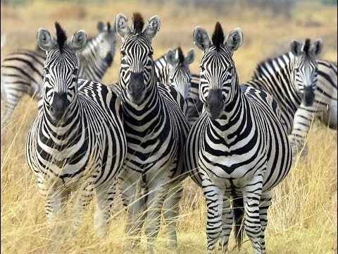 [Doku] Bedrohte Wildnis (2/2) Botswana, auf den Fährten der Zebras (HD)