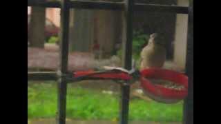 preview picture of video 'Female House Sparrow enjoying Bajra'
