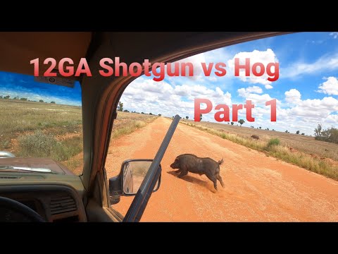 12GA Shotgun vs Hog. Part 1 of 2