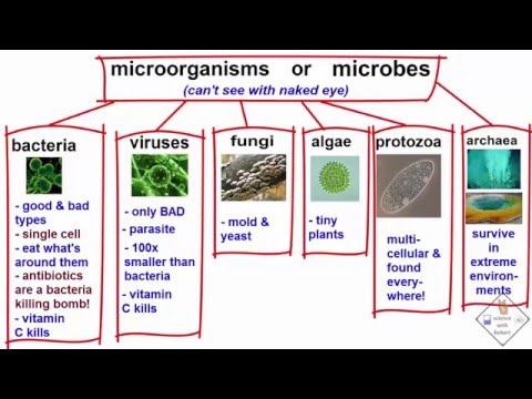 explanation of the types of microbes a science with bobert video short
