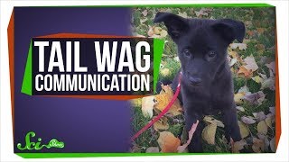 Why Do Dogs Wag Their Tails?