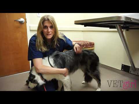 VETgirl Video | How to perform a physical exam
