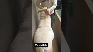Download lagu heaviest weight 100kg  to buy sheeps contact 97403502 #love #song #trending #fyp #trendingshorts mp3