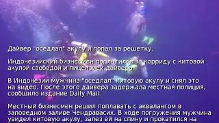 Дайвер "оседлал" акулу и попал за решетку