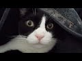 Tuxedo Cat Andrew Purring Loudly Under Sweater 3 10