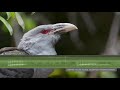 Channel Billed Cuckoo Sounds Calls