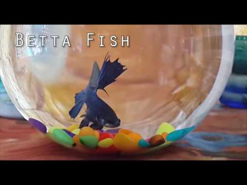 Betta Fish - Basic Knowledge | HINDI URDU