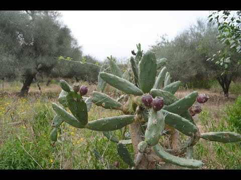 Argentina Secreta - HUELLA PAMPA con Antonio Tarragó Ros (2000)