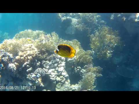 Šnorchlování vMarsa Alam Al bahr Al Ahmar