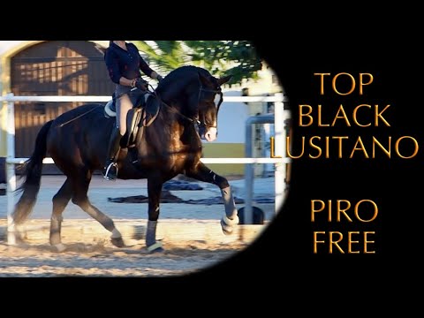 BLACK BEAUTY LUSITANO PIRO FREE - Piaffe - flying changes.