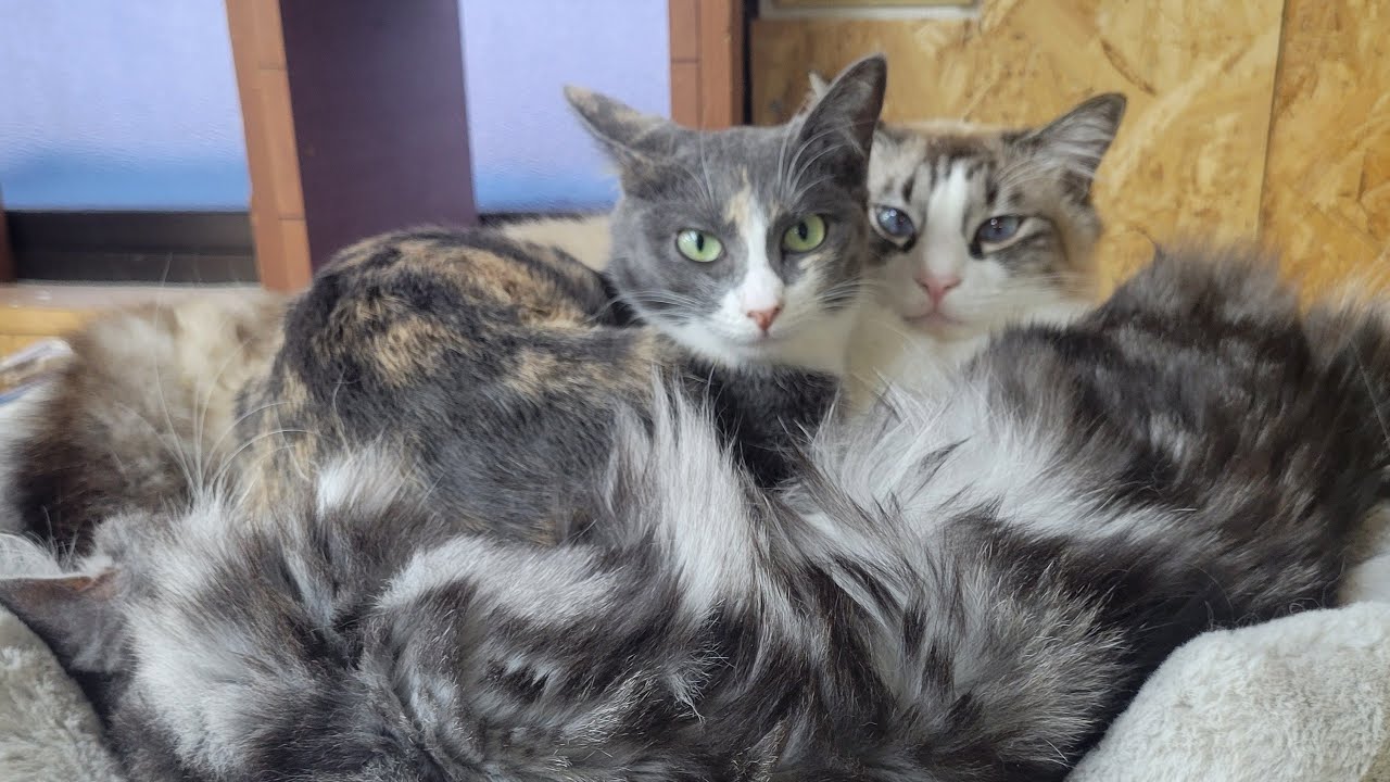 【ニャンコ達とのんびり…🐱】Smile to Heart 【譲渡型保護猫カフェ】ねこまる がライブ配信中！