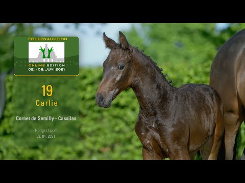 5. Schloss Wickrath Fohlenauktion Online Lot 19 Carlie Hengst v. Cornet de Semilly - Cassilas