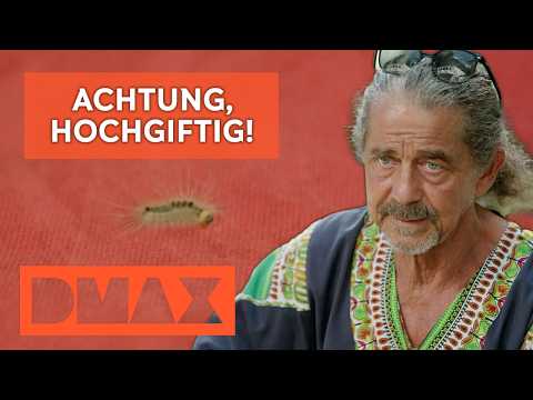 Achtung, hochgiftig! Gefährliche Raupen Invasion! 😱 🐛  | Heino - Ein Kölner in Kenia
