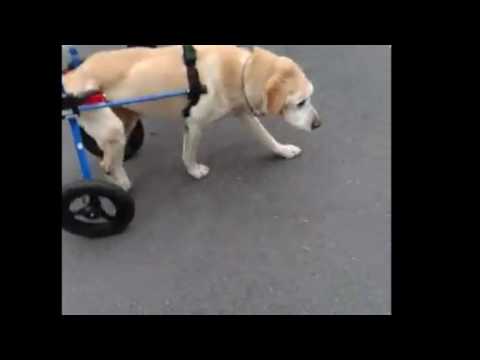 犬用車イスのわんケア　ラブラドールのシナモンちゃん16歳