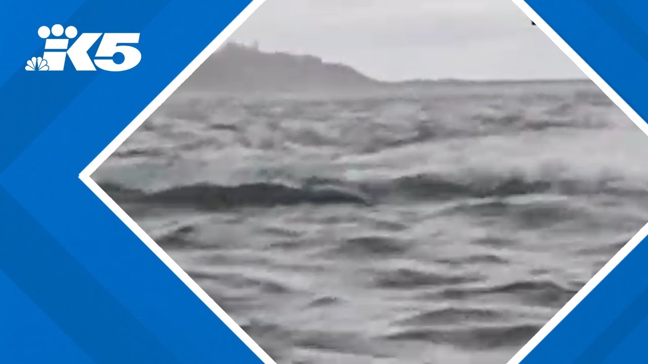 Video shows a humpback whale briefly swallows kayaker in Chilean Patagonia