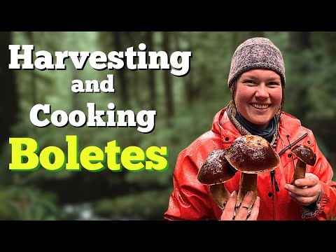 Foraging the other King Boletes in the PNW