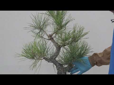 JAPANESE BLACK PINE IN THE FALL OF 2020 #3