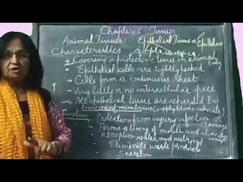 Class-IX Science Chapter-6 Tissues (Part-4)
