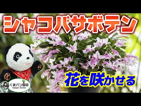 クリスマスサボテンに気根？シュルンベルジェラを適切に維持するために避けるべき間違い  庭園