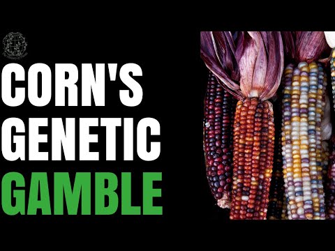 Corn's Wild Story You Never Learned in School