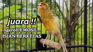 Download lagu PANCINGAN EFEKTIF, KENARI PAUD, KENARI MUDA Cocok untuk Masteran  Kenari Macet BUNYI agar GACOR mp3