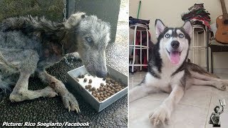 Abandoned skeletal Husky is unrecognisable 10 months later