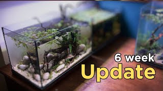 I made a nano Nature Aquarium (No CO2, aquascaping tutorial) Update