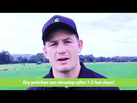 Dry Weather, Patchy Lawn