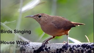 Download lagu Burung Bernyanyi - Burung Wren Rumah - Suara Alam mp3