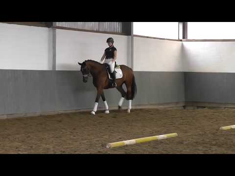 Weidenhof Verkaufspferd: "SCANIA GERMANY" *2017 br.S. Hannoveraner von Scolari - Der Lord