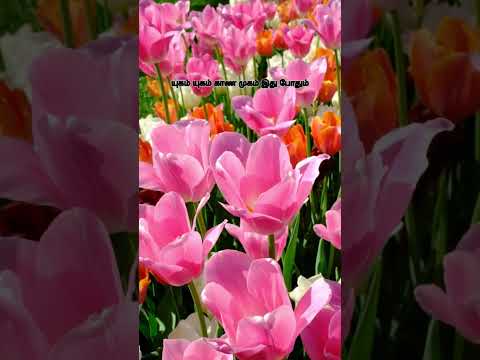 Yugam yugam kaana 😍mugam ithu pothum💐 #lovesongs #foryou  #status #love #care @divyaSj-cd7rn