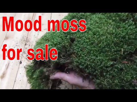 download lagu mp3 mp4 Mood Moss For Sale, download lagu Mood Moss For Sale gratis, unduh video klip Mood Moss For Sale