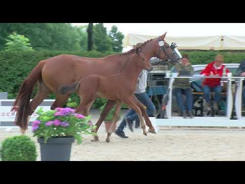 Hf v Fuerst Fabrice x Quaterback x Lordanos 2020