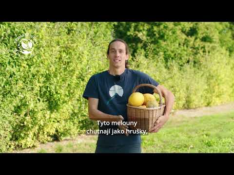 🍈 Kazakh, meloun co chutná jak hruška