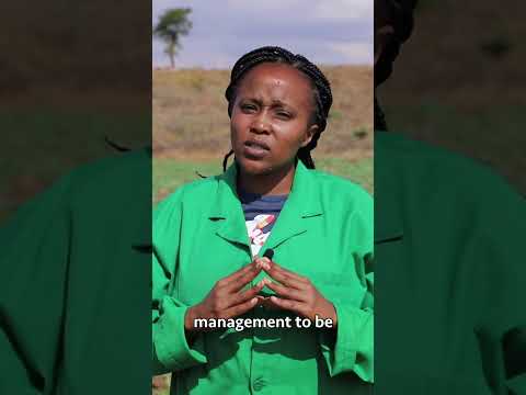 Importance of Bees During Flowering in watermelon farming watermelonfarming farming pollination