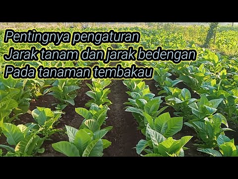 PENTINGNYA PENGATURAN JARAK TANAM DAN JARAK BEDENGAN PADA TANAMAN TEMBAKAU