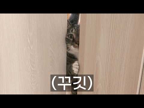 혼자서 탈출하는 고양이...
