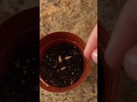 Plant my cantaloupe with me! (with instructions) #firstshort #fyp #plants #cantaloupe #like4like #hi