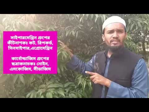 লিচুর মুকুল না ঝরার উপায় ও মাকড়ের আক্রমণ প্রতিরোধ