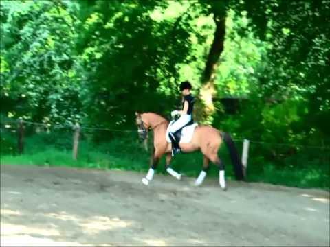 PAV NOBILITY 4j. Reitponyhengst v. Nemax - Danny Gold