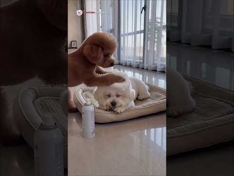 ✂️ Dog's surprise salon: Bichon's funny new hair! #shorts #funnydogs #bichonfrise #cutedog #puppy