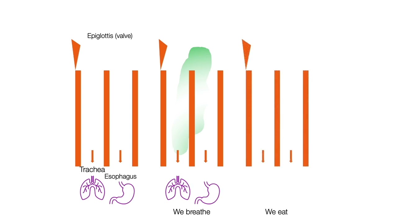 The complexity of the digestive system - Digestion and absorption
