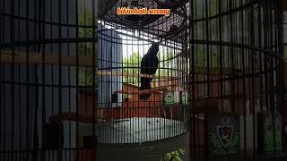 Download lagu Kesabaran dan Ketelatenan Akhirnya Terbayar | Bunyi Tuwu Parput ketika Disiuli #short mp3