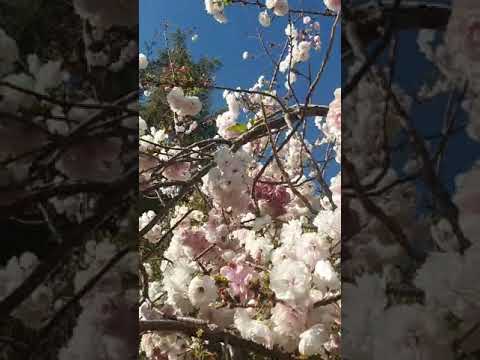 albaricoque en flor en Ronda España