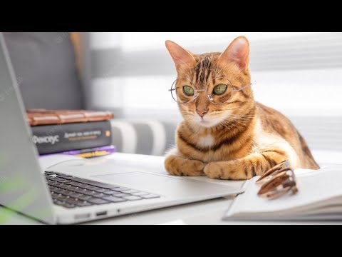Funny Cat Memes Compilation of 2022#Ishan Entertainment #15#Best funny video