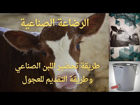 , title : 'الرضاعة الصناعية للعجول وطريقة تحضير اللبن الصناعي (البودرة) #الإنتاج_الحيواني'