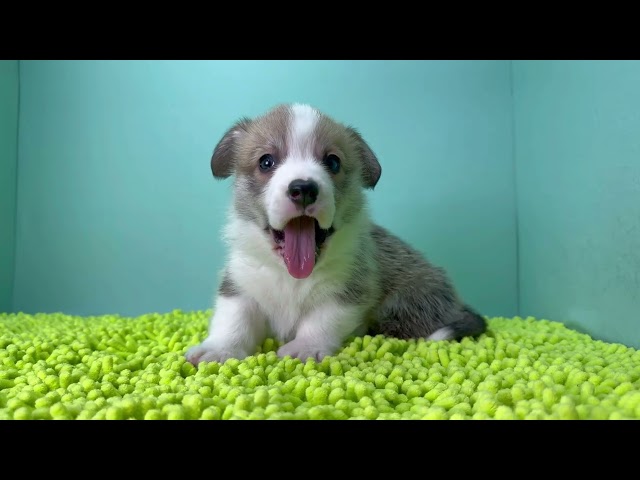 (子犬) 犬種：ウェルシュ・コーギー・ペンブローク 男の子 ブリーダー マロニエケンネル　MARRONNIER KENNEL k4047の画像